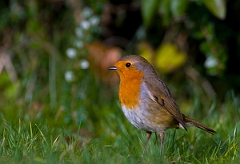 David Plant Photography - Wildlife Photographer - Robin - F